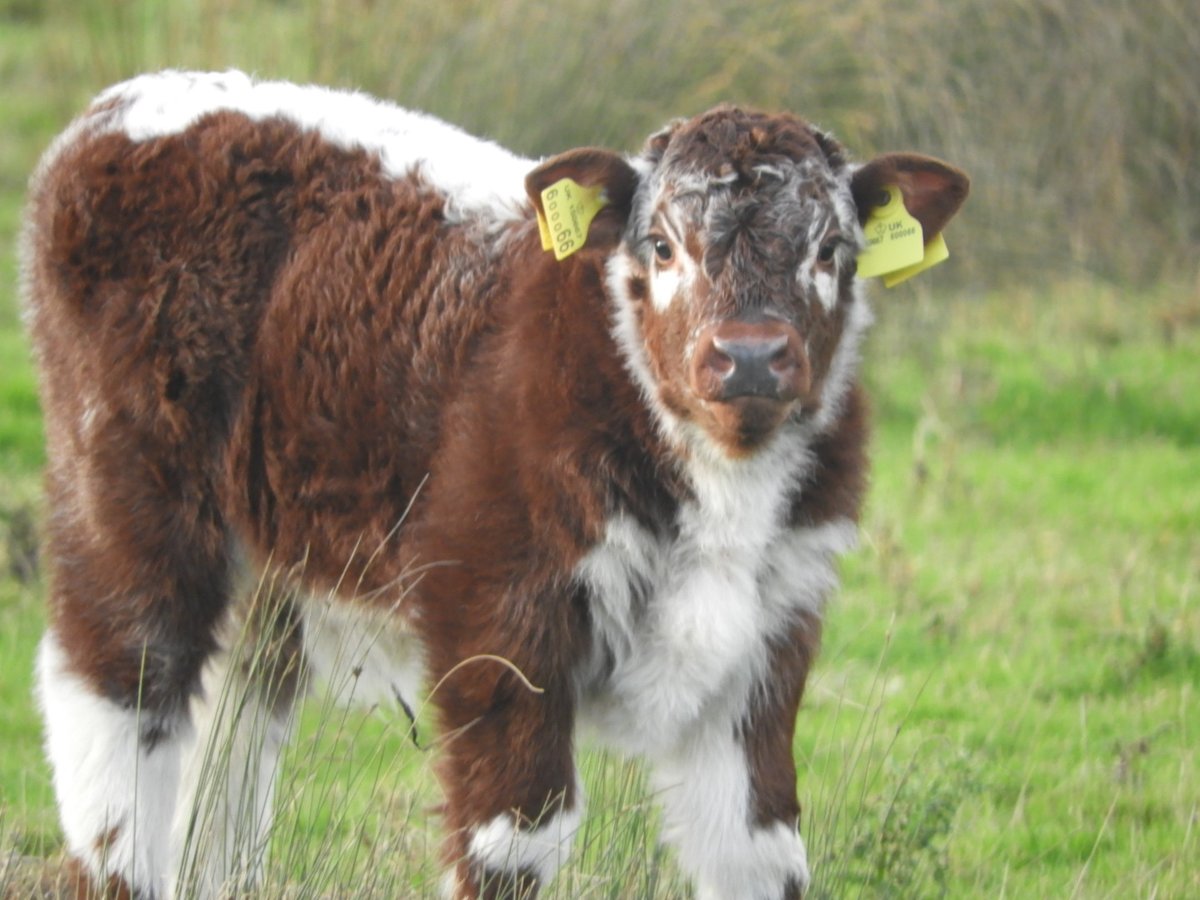 Dr Alison Raby tweet media