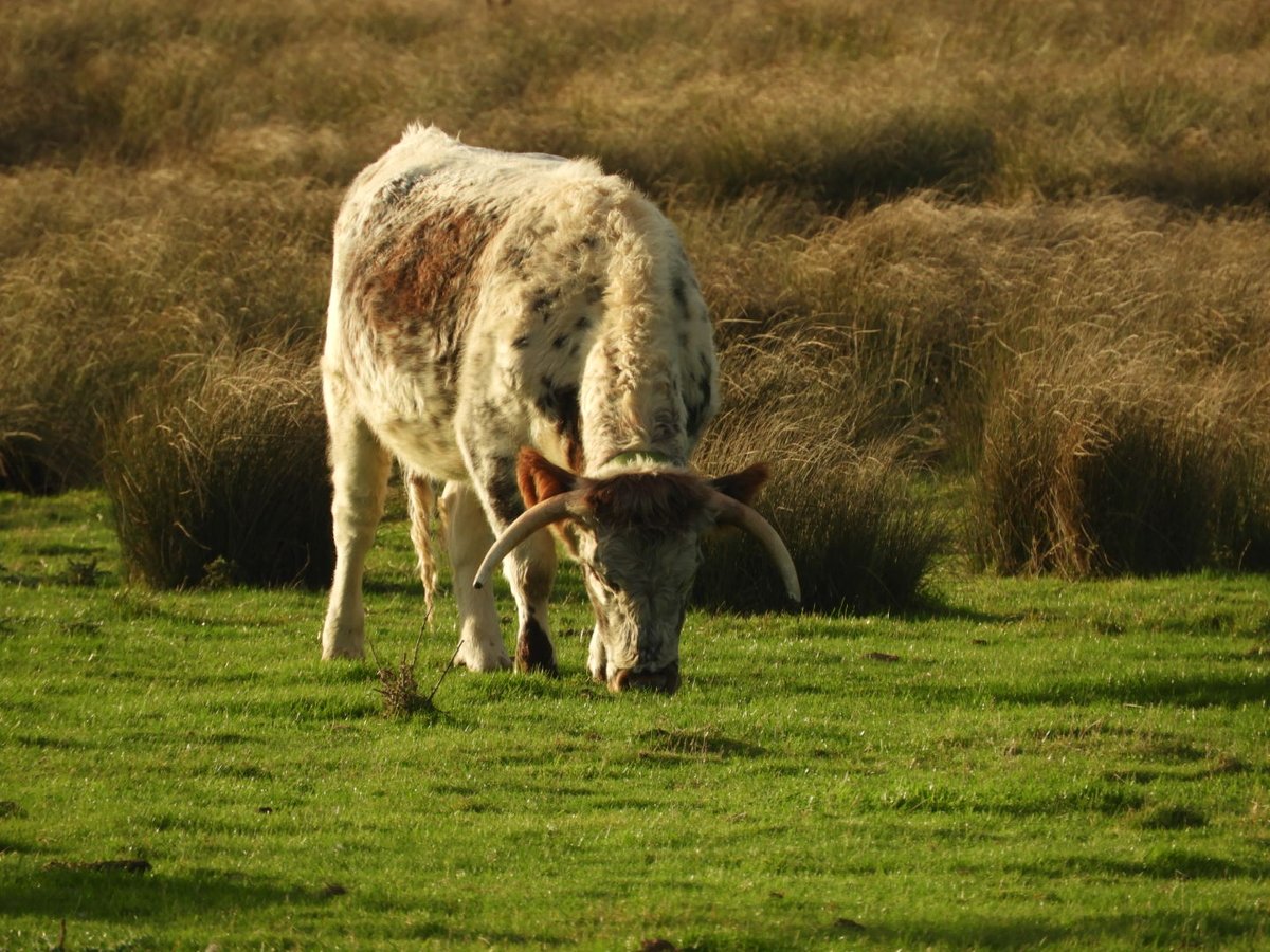 Dr Alison Raby tweet media