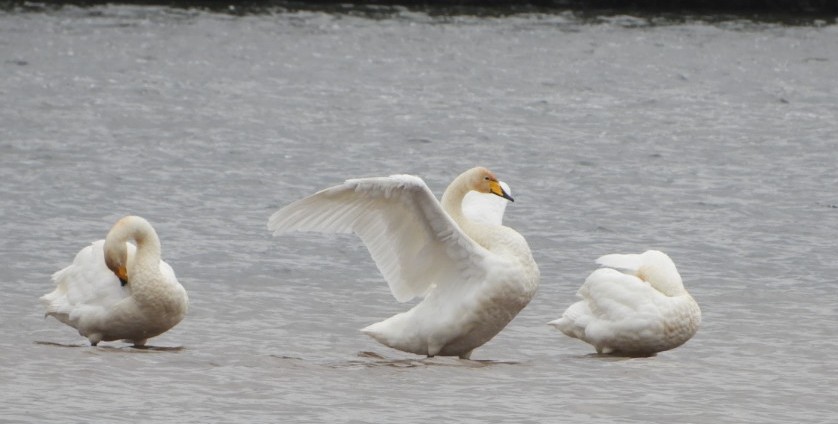 Dr Alison Raby tweet media