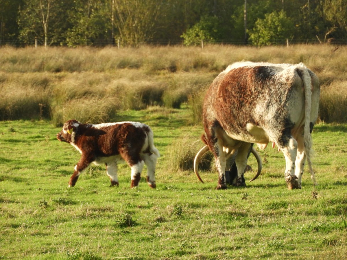 Dr Alison Raby tweet media