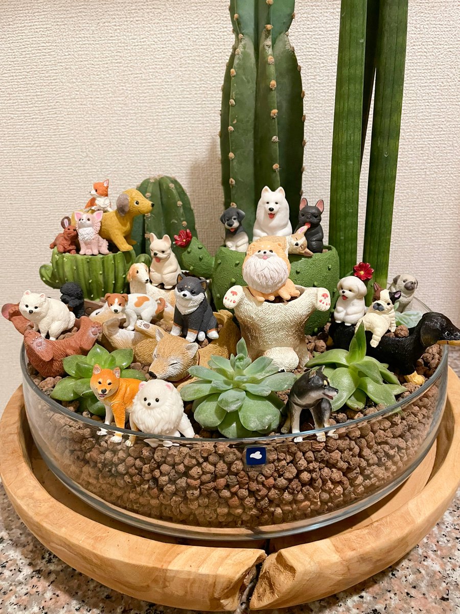 今日は肉の日ということで多肉植物を連投しておりますが、最後はこちら