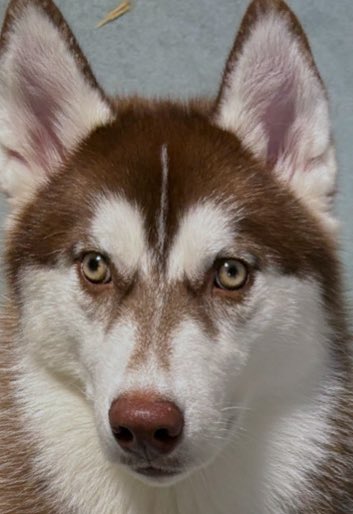 ふくまる＋ぶな＝ (@fukumaru_buna) / Posts / X