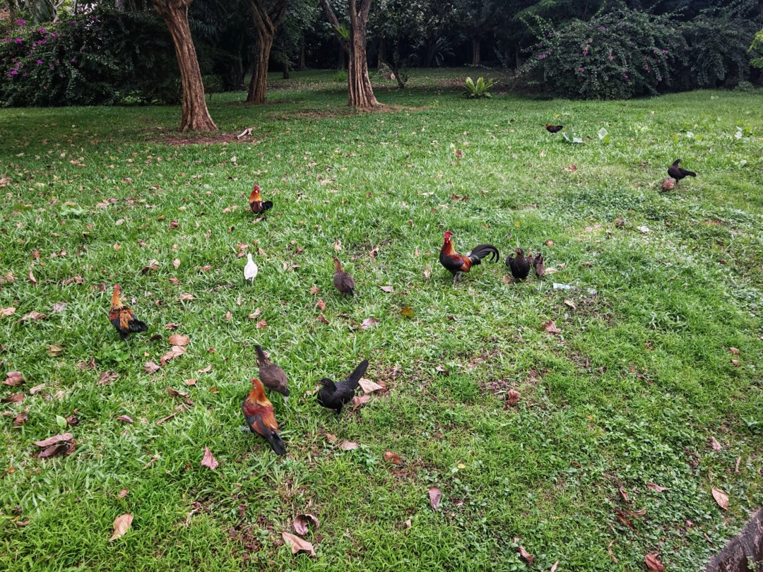 Aprilvca's tweet image. They wander and peck unhurriedly,
as if time itself decided to slow down.