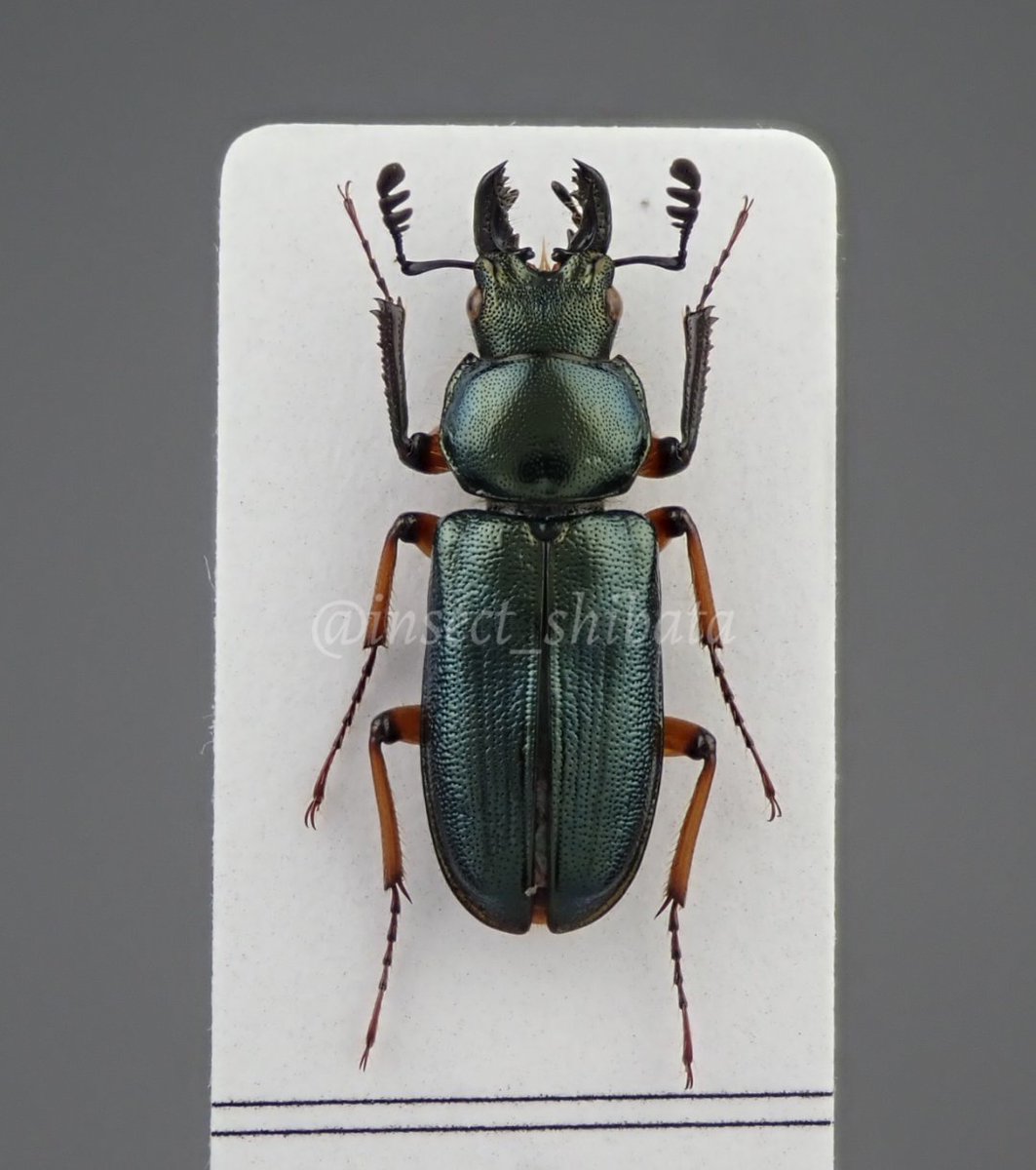 nebuto (@insect_shibata) / Posts / X