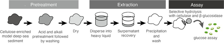 PEPS_JpGU (@peps_jpgu) on Twitter photo A new Methodology article :  Published 29 October 2025
 
Challenges in extraction and quantification of cellulose from deep-sea sediments 
Noriyuki Isobe, Sachiko Kawada, Yuto Kaku, Kiyohiko Igarash
doi.org/10.1186/s40645…
springeropen.com/collections/EIO
#Benthic_cellulose A new Methodology article :  Published 29 October 2025
 
Challenges in extraction and quantification of cellulose from deep-sea sediments 
Noriyuki Isobe, Sachiko Kawada, Yuto Kaku, Kiyohiko Igarash
doi.org/10.1186/s40645…
springeropen.com/collections/EIO
#Benthic_cellulose