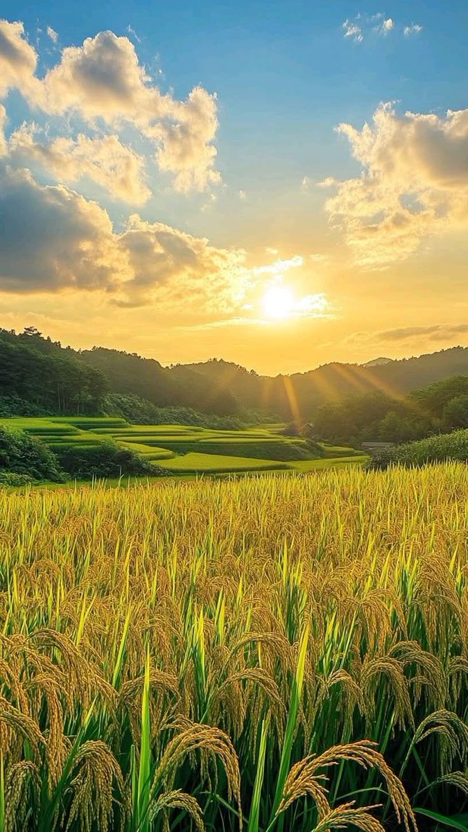 Nivya_Krishna_'s tweet image. Golden rays kiss the ripened fields as the sun sets over nature’s masterpiece. 🌾
 #SunsetVibes #PaddyFields #NaturePhotography #CountrysideBeauty #KeralaScenery #RuralLandscap  #VillageLife #AgricultureIndia #NatureLovers 

more about this image ; shorturl.at/bU7rE