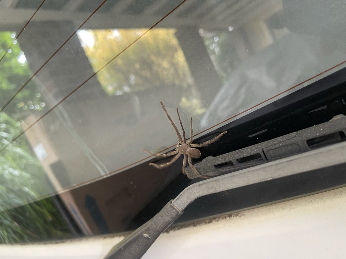 AussieBotStudio's tweet image. I’ve lost track of this hitchhiker in my van. 😬
