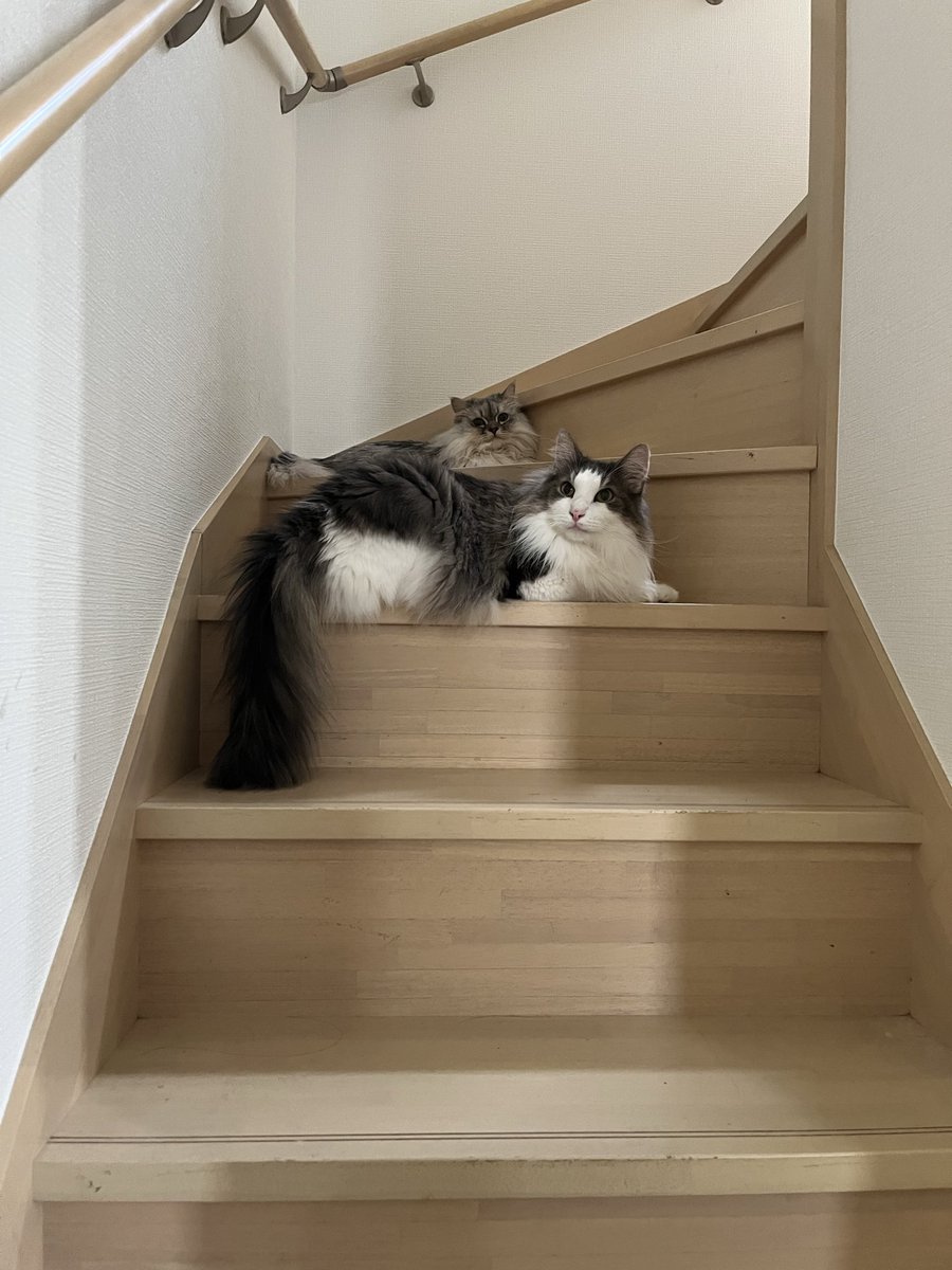 kusheruch's tweet photo. 階段とおせんぼ。#POSTUDIO　#猫フォト https://t.co/w4as85EH1H