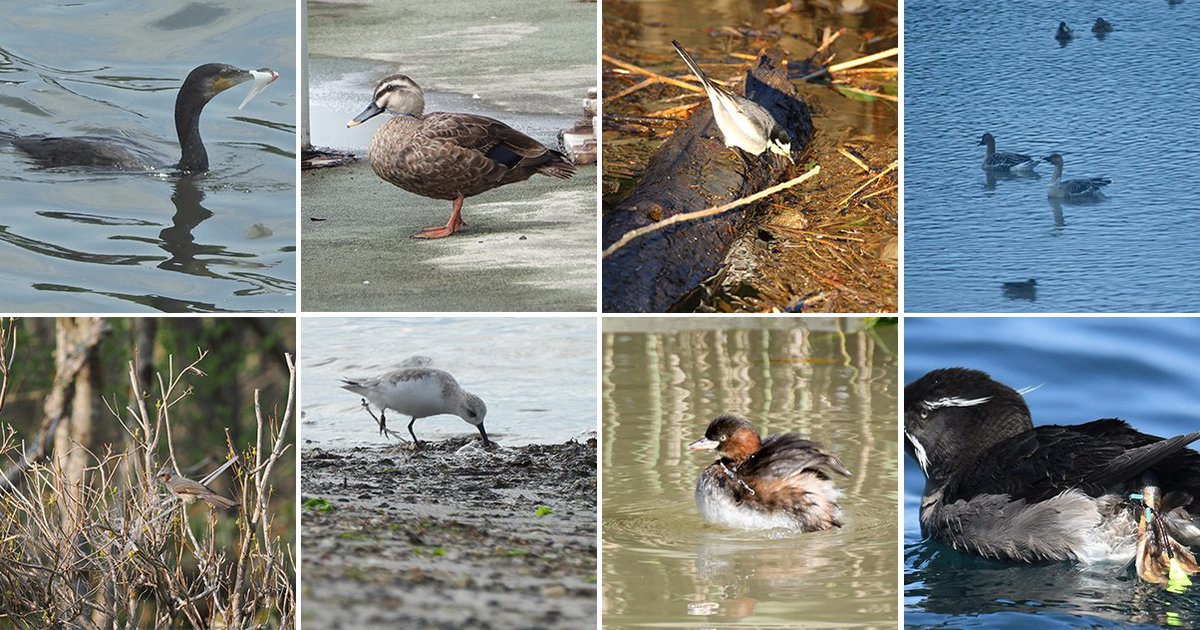 【流出プラスチックによる野鳥への被害事例を更新しました】

今回は釣り糸の絡まりやプラスチックの誤飲による被害が、カワウやウトウなどの野鳥で報告されています。

野鳥への被害を目撃された方は、ぜひ情報提供にご協力ください。wbsj.org/activity/conse…