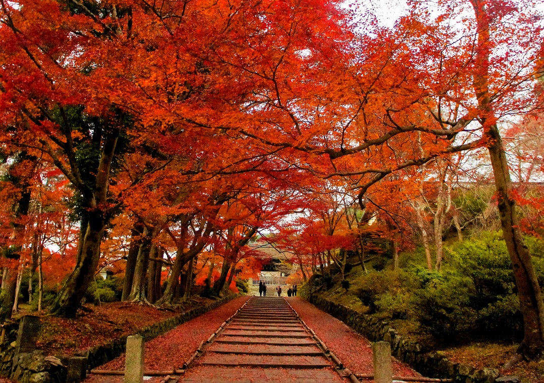 京都観光Navi《京都市観光協会》 on X