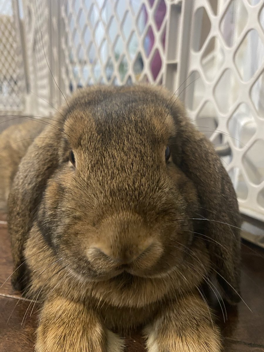 RythymingFuzion's tweet photo. @MotyaGamesTV Cinnamon stares at you with deep consideration. https://t.co/Nq9YarXSoN