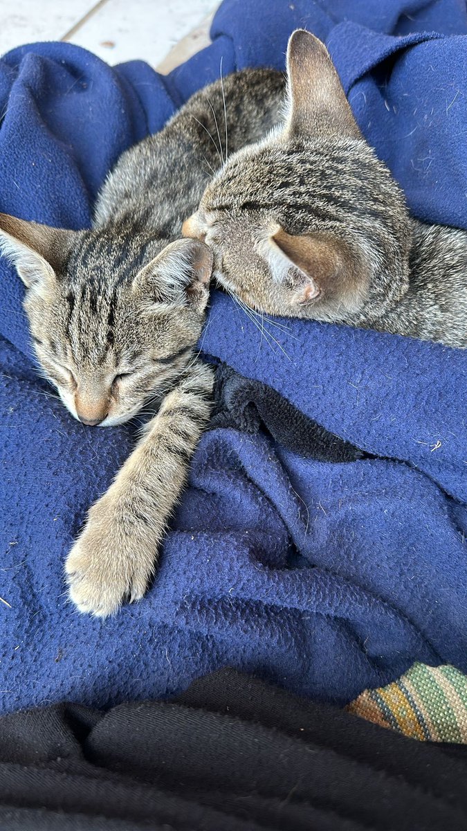 Boker tov Chaverim I have been busy caring for my sick kitty Maverick (on the left) who I think was hit by a car. 

His hip is injured and he couldn’t walk at first. I have stayed up with him for most the night the past two nights to care for him. These are wild cats that live in