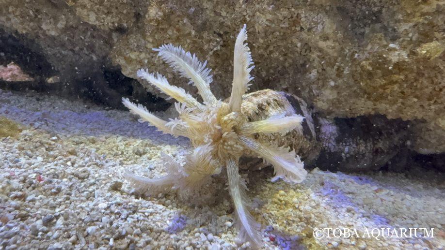 やっと会えて嬉しい: ご無沙汰しております、ハムくまです！ いきなりですが、この生き物が何かわかりますか？ ウツボかな？ウミヘビかな？と思った方が多いのではないでしょうか。   この生き物はナマコの仲間で、「オオイカリナマコ」と言い dlvr.it/TNxQ2r