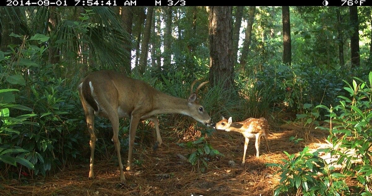 samchilles's tweet image. that one scene in frankenstein