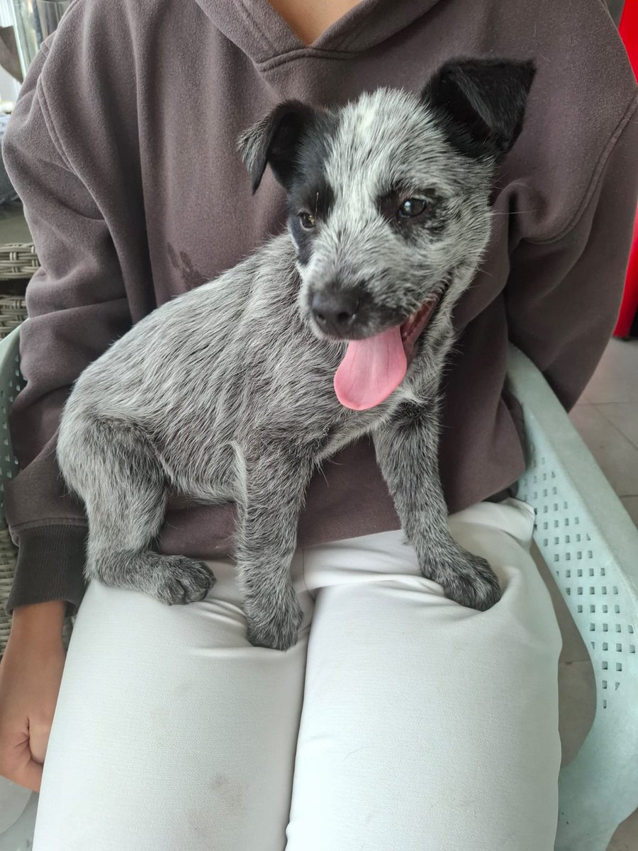 Embo - 10 weeks, female - Australian Cattle Dog x - Far North Queensland *Adopted*
workingdogrescue.com.au/?p=122730
acd,Adopted,archive,AWDRI,Puppy,Queensland(QLD)