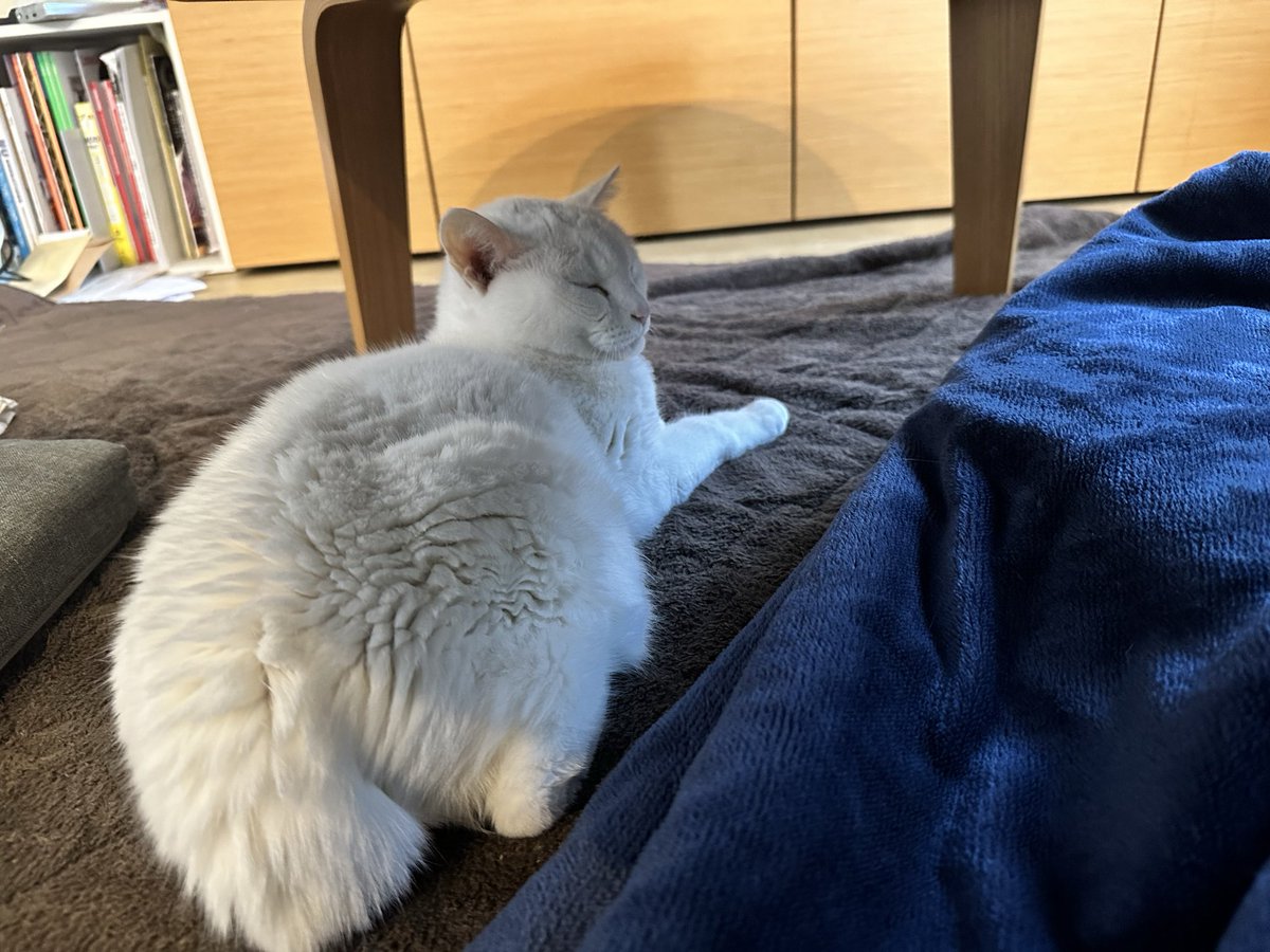 oookickooo's tweet photo. ホットカーペット始めました　2 https://t.co/WpPyeJdfUk