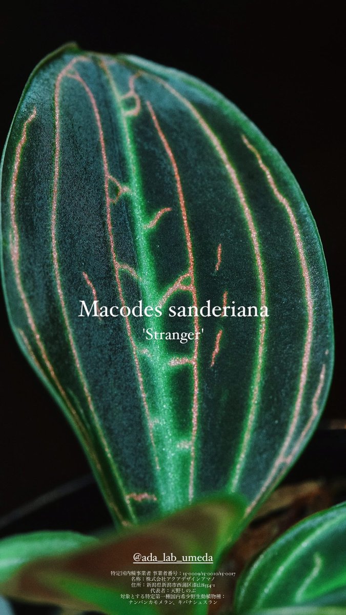 ada_lab_umeda's tweet image. - Restock -

1. Anoectochilus roxburghii &apos;Light Darker Form&apos;
2. Cystorchis sp. Green Papua
3. Macodes petola &apos;Black&apos;
4. Macodes sanderiana &apos;Stranger&apos;

#adalab #adalabumeda #ada