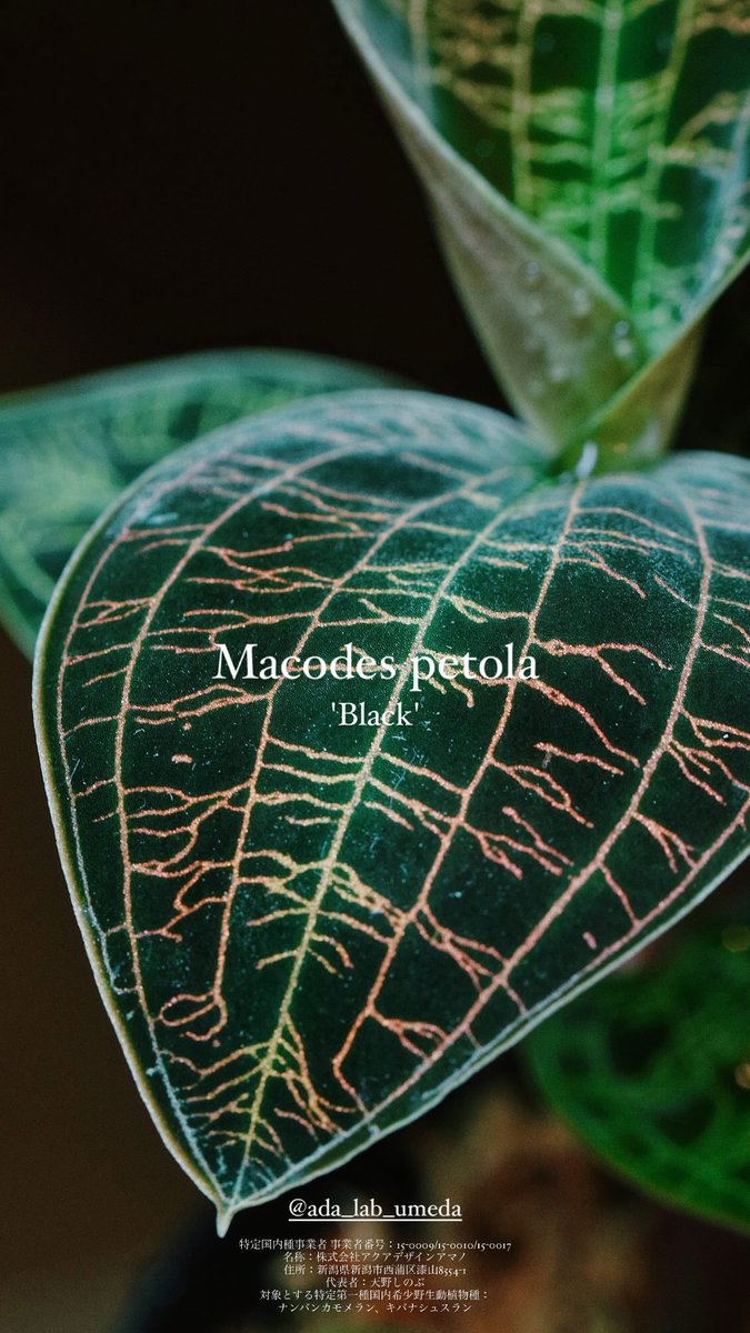 ada_lab_umeda's tweet image. - Restock -

1. Anoectochilus roxburghii &apos;Light Darker Form&apos;
2. Cystorchis sp. Green Papua
3. Macodes petola &apos;Black&apos;
4. Macodes sanderiana &apos;Stranger&apos;

#adalab #adalabumeda #ada