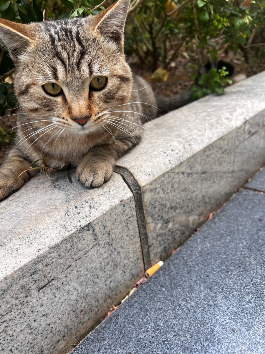 Thadfcjamin's tweet image. その瞳には、いきいきとした光が宿っている。 たとえ家猫のような豪華な猫用ベッドや高級なキャットフードはなくても、 この世界の一隅で自由を手にしているのです。🥰