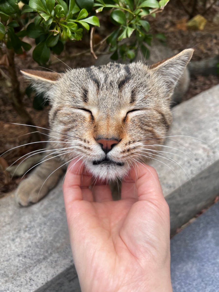 Thadfcjamin's tweet image. その瞳には、いきいきとした光が宿っている。 たとえ家猫のような豪華な猫用ベッドや高級なキャットフードはなくても、 この世界の一隅で自由を手にしているのです。🥰