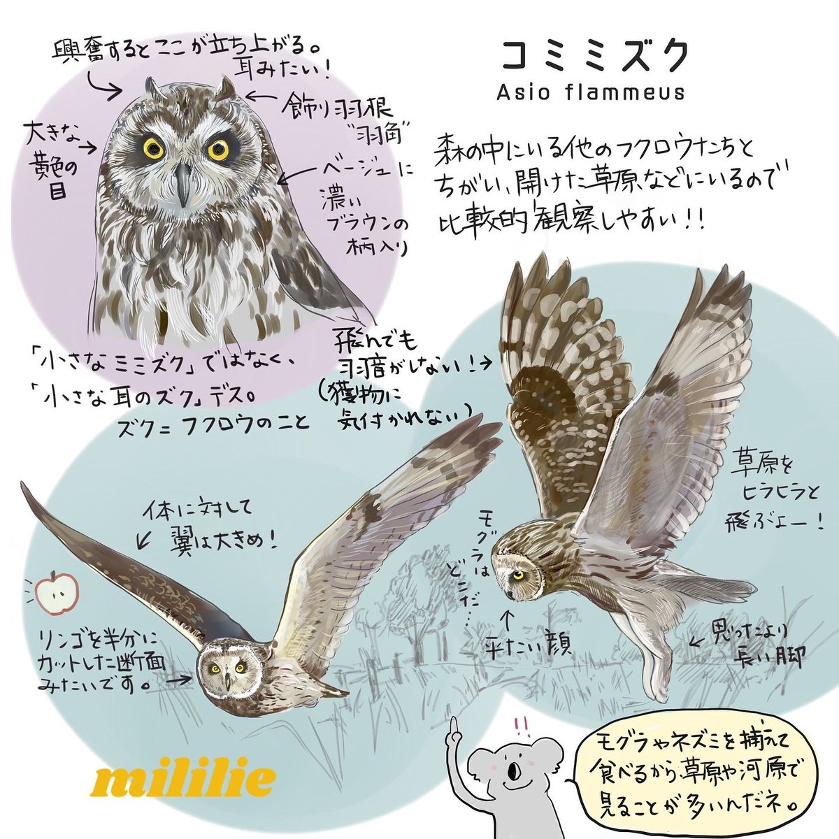 小さなミミズク