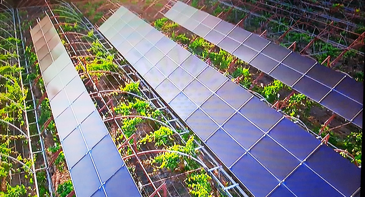 Bliadhnaichean's tweet image. #SaveGaia🌏🌍🌎
#EndFossilFuel⛽❌
#KeepItInTheGround⛰

#AgriVoltaics🌾⚡☀️