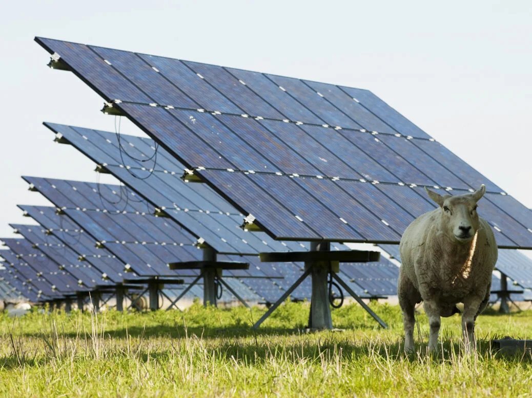 Bliadhnaichean's tweet image. #SaveGaia🌏🌍🌎
#EndFossilFuel⛽❌
#KeepItInTheGround⛰

#AgriVoltaics🌾⚡☀️