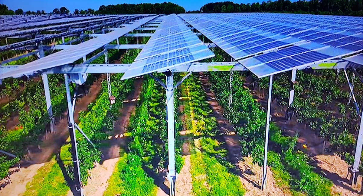 Bliadhnaichean's tweet image. #SaveGaia🌏🌍🌎
#EndFossilFuel⛽❌
#KeepItInTheGround⛰

#AgriVoltaics🌾⚡☀️