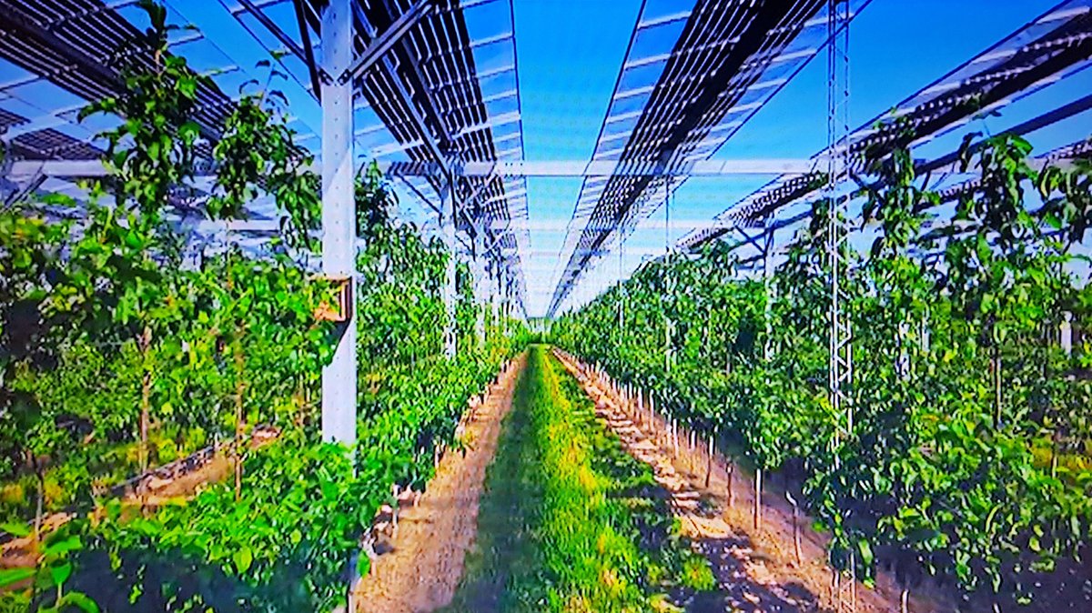 Bliadhnaichean's tweet image. #SaveGaia🌏🌍🌎
#EndFossilFuel⛽❌
#KeepItInTheGround⛰

#AgriVoltaics🌾⚡☀️