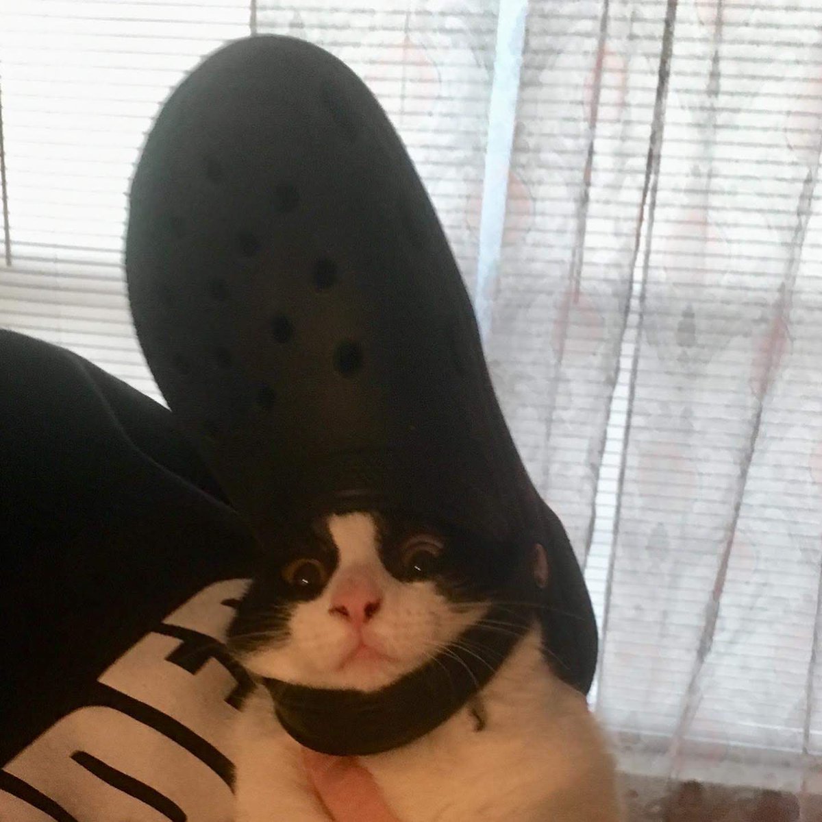 does anyone remember this pic of cow look at her nose boogies