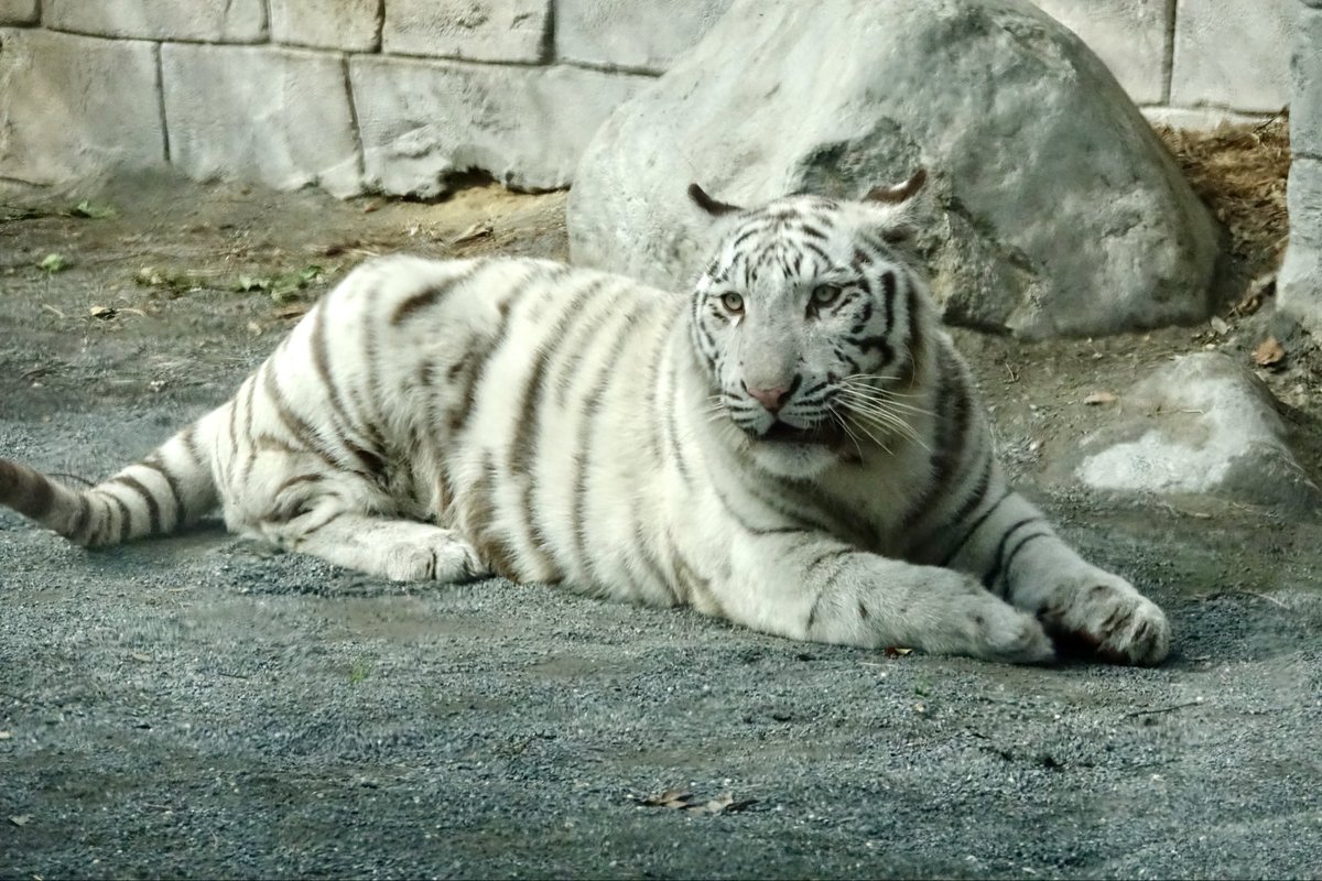 虎と蛇 后ちゃん情報 プラスα by jillluca on X