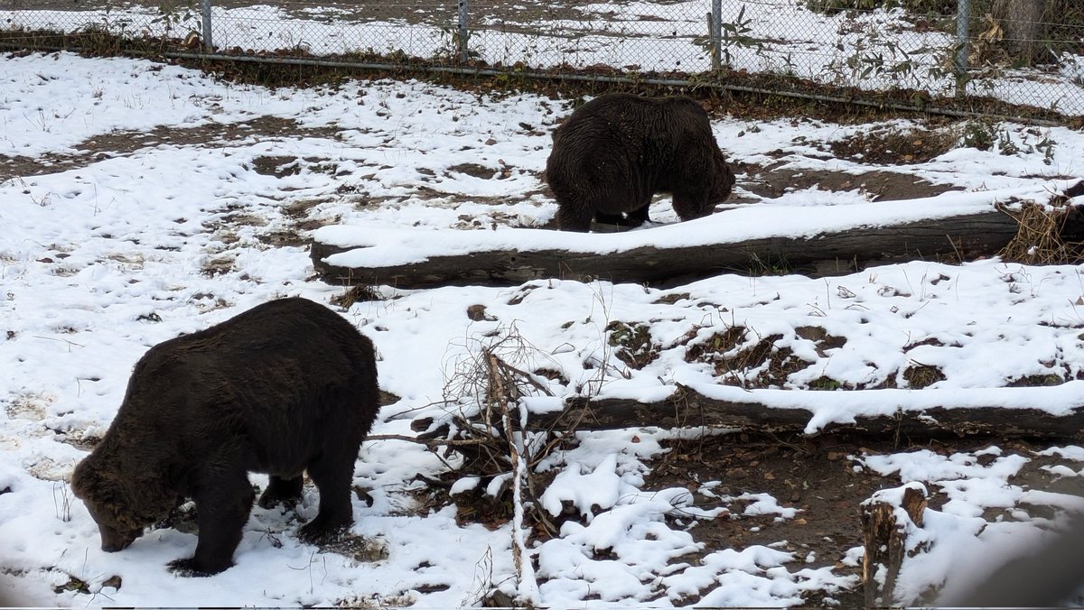 Sahoro_Bear_Mt's tweet photo. 雪！！積もりました！！

サンタ曰くこのぐらいならへっちゃらだそうです。
#ベア・マウンテン
#エゾヒグマ
#サンタ
#ヒナタ
#初積雪
#雪よりおやつ https://t.co/2HXj5Fw016