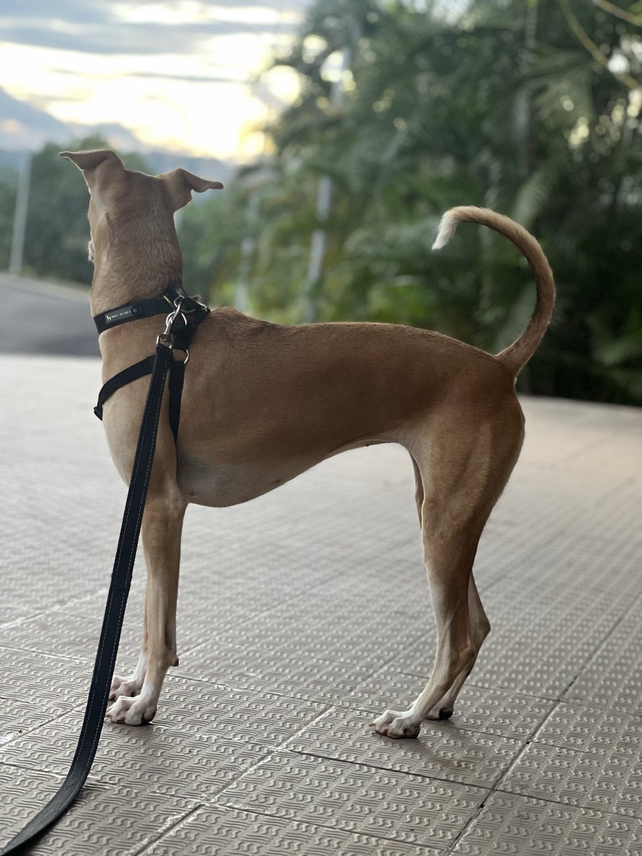 Peerless_Atul's tweet photo. @ajaykraina I have Indie hound for last 7 years.. and she is so fast with incredible sense of smell and sound! And asset to have a indie hound as a pet @RajanKhandekar https://t.co/V6A2VYOxNB