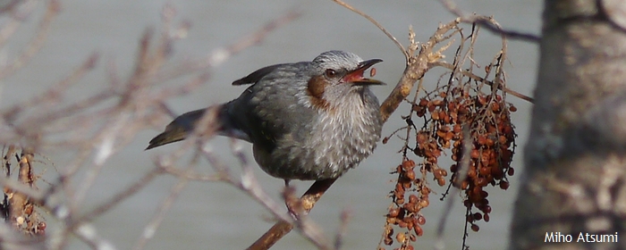 出版記念イベントは10月31日（金）までに登録された方が対象です！鳥がえさを食べているところを見かけたら、わかる範囲でぜひ登録してください！餌がなにかはわからなくても登録できます。登録に写真は不要です。
食性データベース　bird-research.jp/1_katsudo/shok… 
#野鳥の食事事典