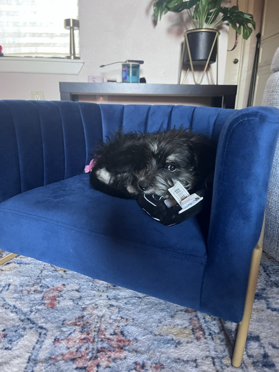 I need ideas on how to fix this because there’s no way I can get rid of his favorite couch.