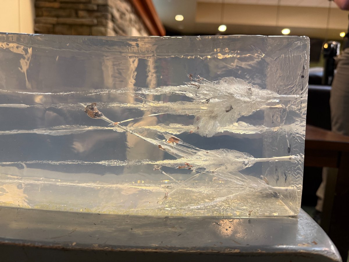 Earlier today we attended Range Day at Triangle Shooting Academy in North Carolina. Our OverWatch 9mm knocked the table and the gel block to the ground! Does your ammo do that? It does, if it's Liberty Ammo! 

libertyammo.com

#9mm #edc