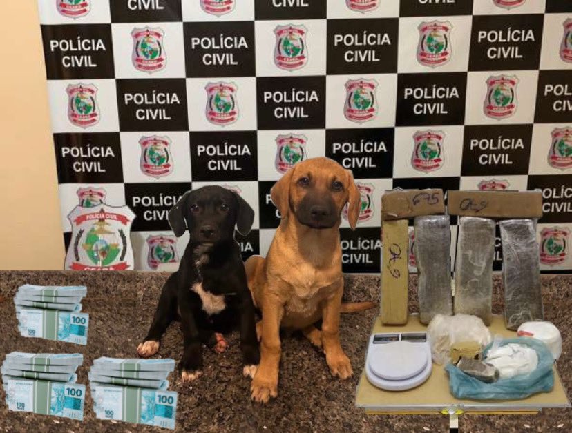 falaram que os dois primeiros parecem foto de apreensão da policia civil. fiz esta edição.
