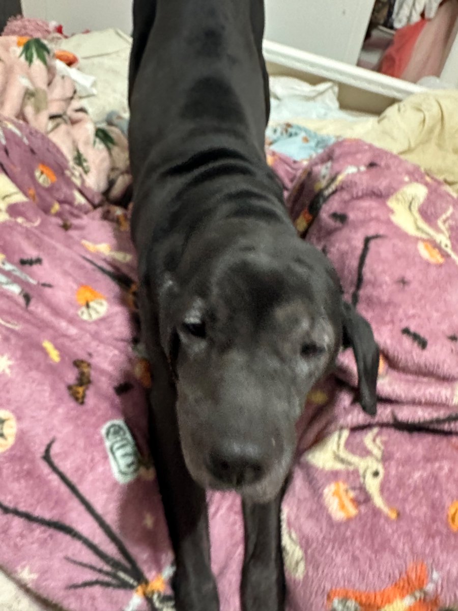 wormiebjohnson's tweet image. Say th e  lin e