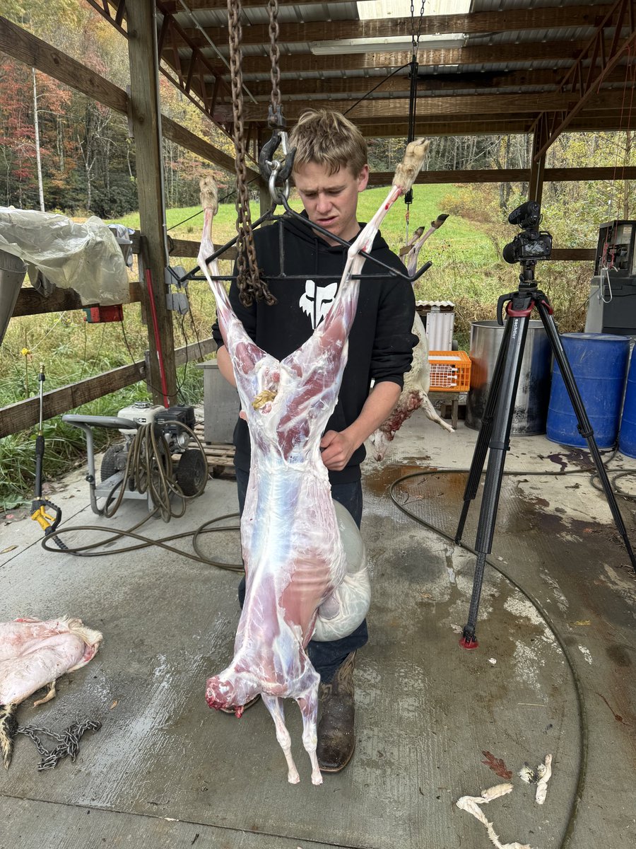 ItsJustinRhodes's tweet image. This is how you get kids used to butchering… just have them around it, even if it’s a tea party around a mobile wood stove (right next to the butchering) Then before you know it they’ll be leading the charge.