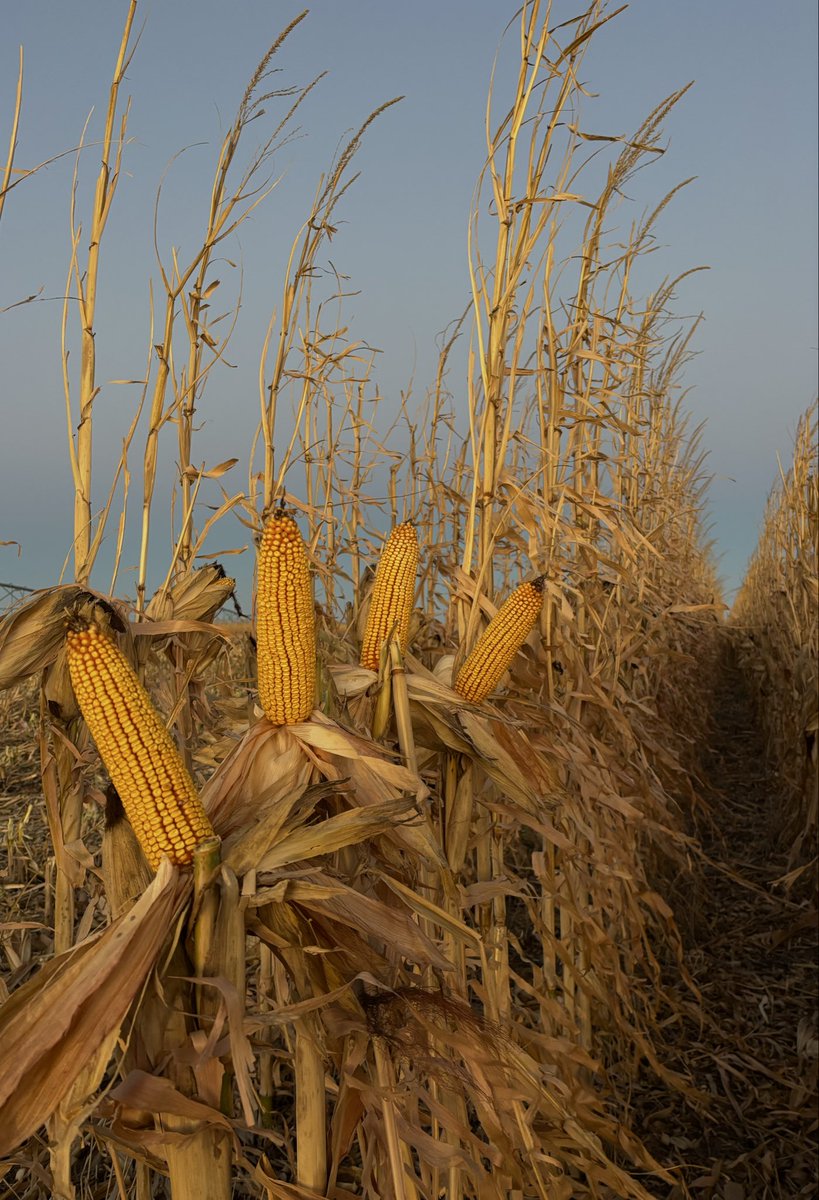 Johnny D tweet media