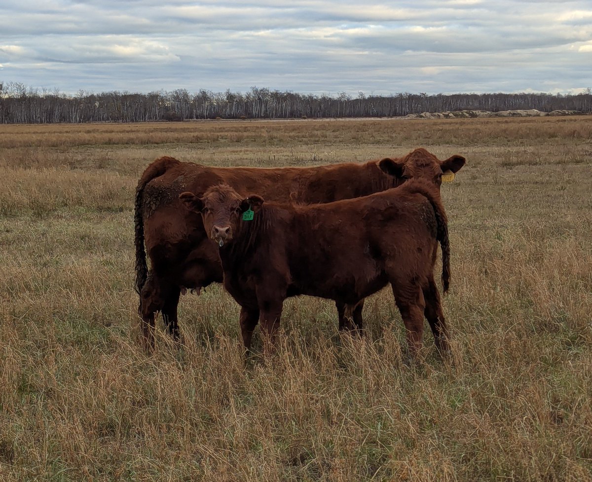 This #Balancer cow is doing a heck of a job with her mid May born bull calf.