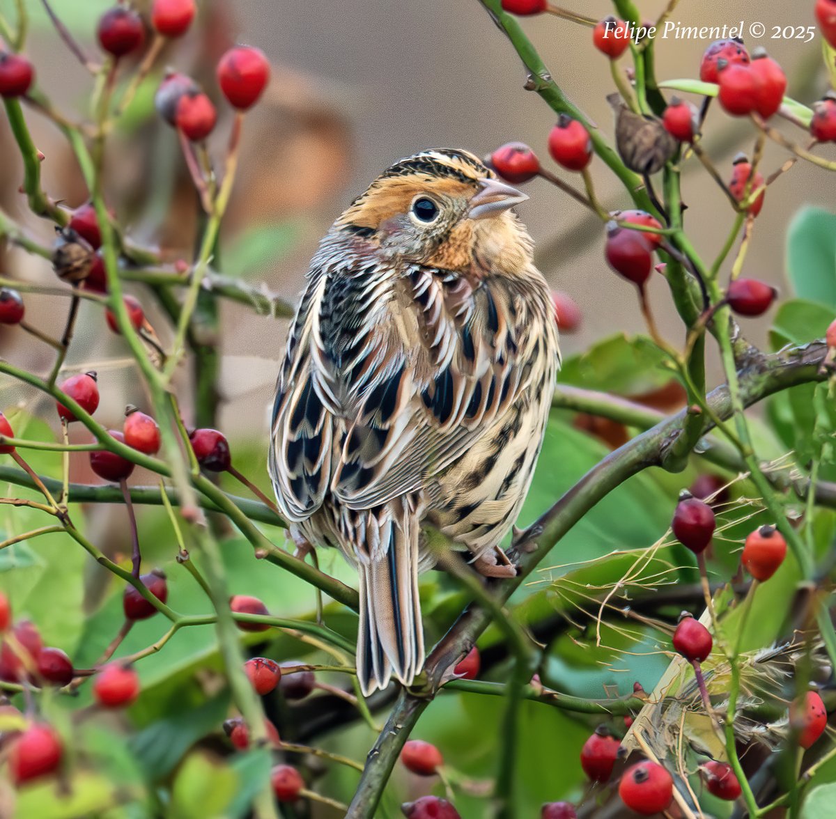LeConte's Sparrow (Ammospiza leconteii) Another "rarity" vagrant bird around NY/NJ. #BirdsSeenIn2025 #birdcpp #nikonphotography #wildlifephotography #birdphotography #birdwatching