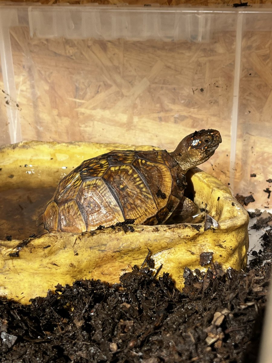 かびたゃ 亀田kameta on X