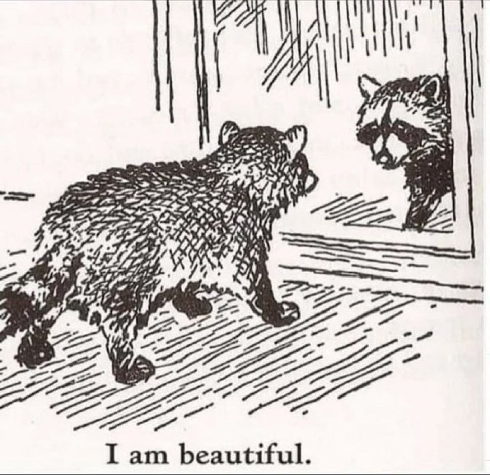 raccoon aesthetic. (@raccoonesthetic) on Twitter photo 