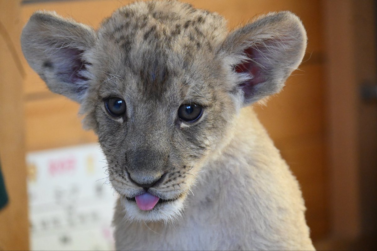 lion ページ 1967 Lions Club Pin Japan Kawasaki Chuo Higashi Vintage | eBay
