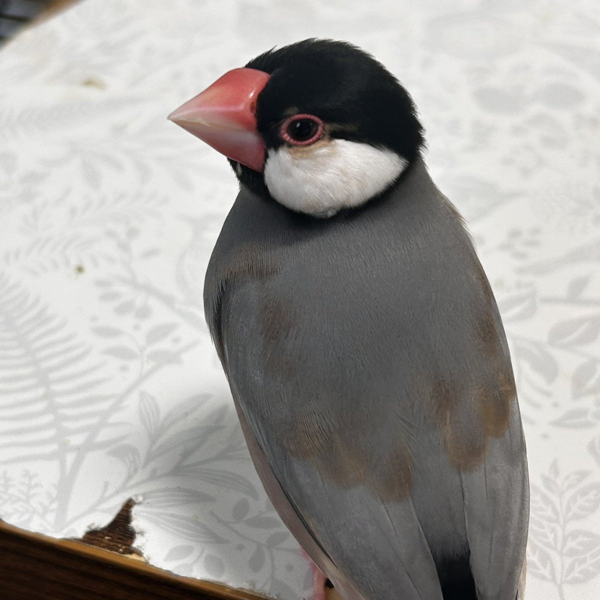 ポポチョロ🐦💨 (@1b4fc39ec9e04d3) / Posts / X