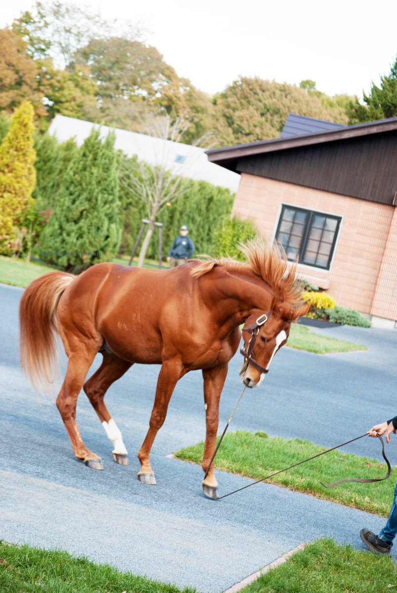 オルフェーヴル