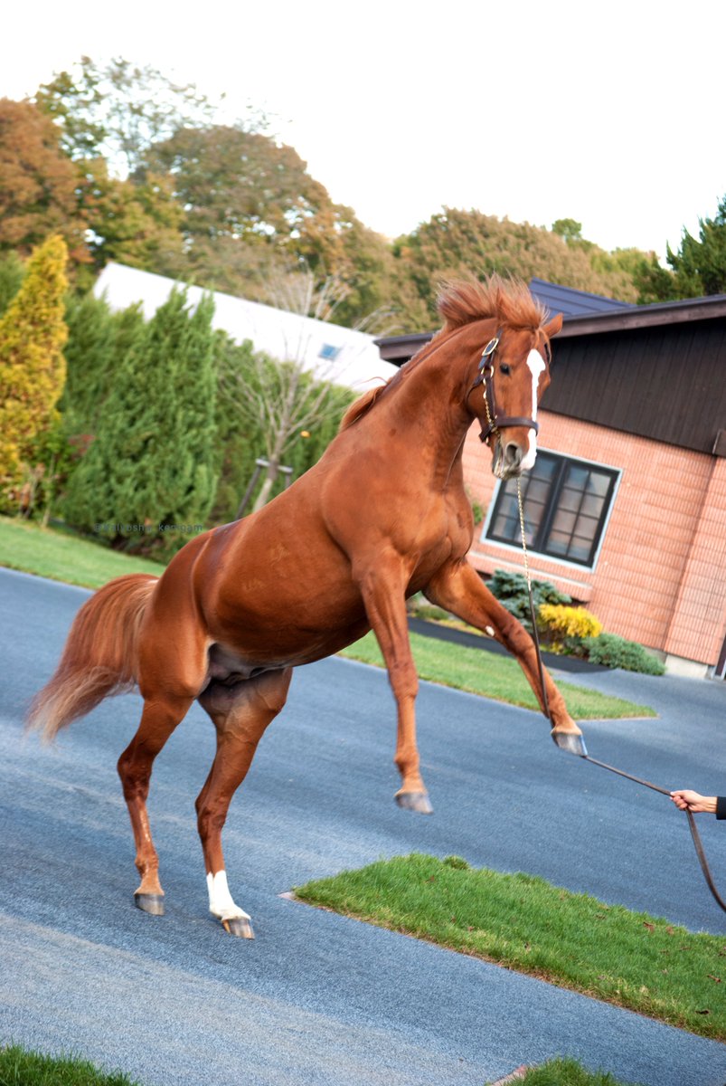 オルフェーヴル🏇