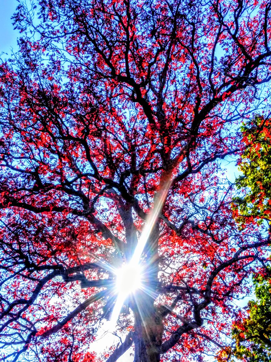 #autumn #fall #fallphotography