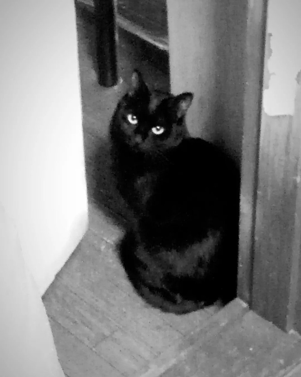 【黒猫】 kuroneko.8901 | 捨て猫風❾⑩😅こんなの落ちてたら間違いなく